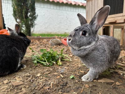 Bild 8 aus  Antonhof