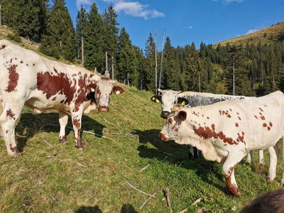 Bild 28 aus  Mayrhof