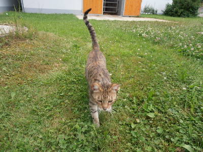 Bild 15 aus  Eselhof Himmelmayer