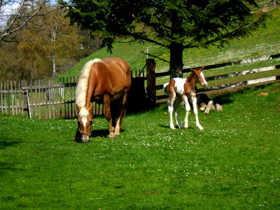 Bild 97 aus Bauernhof Pension Juri