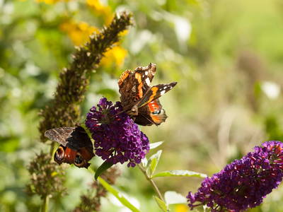 Bild 26 aus  Ferienhaus Dürsteinhof