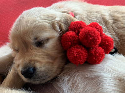 Bild 27 aus  Ferien-Landhaus-Isolde