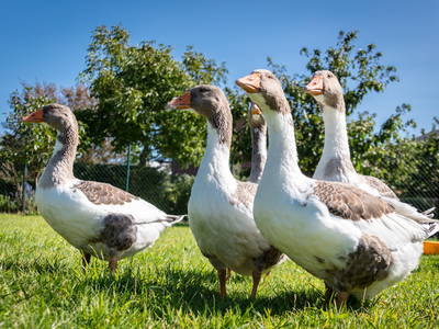 Bild 23 aus  Osterhof Fehmarn - mit Hofladen, Hofprogramm und Ayurveda-Wellness