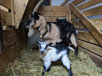 unser Ziegennachwuchs