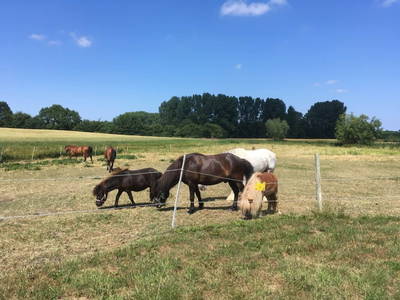 Pferdekoppel im Garten