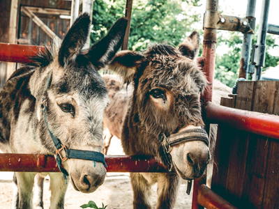 Bild 21 aus  Erlebnishof Mültner