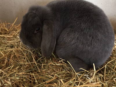 Bild 9 aus  Ferienbauernhof Loch