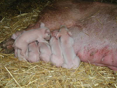 Bild 37 aus  Hof Sassen