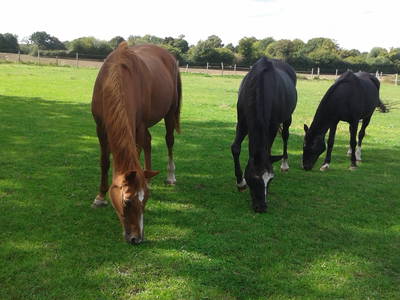 Pferde (Rentner-nicht zum Reiten)