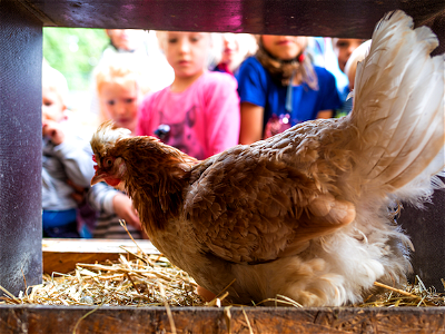 Bild 2 aus Büdl'farm - Der Familien-Erlebnishof