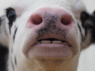 Bild 12 aus  Cohrshof