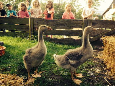 Bild 30 aus  Ferienhof Presener Deichkrone