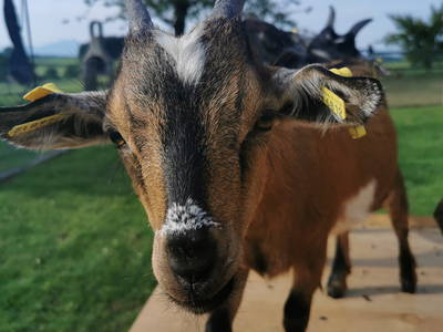 Bild 16 aus  Frankhof