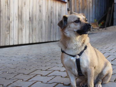 Bild 34 aus  Woferlhof