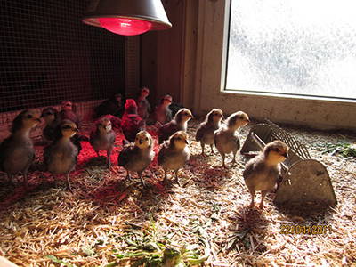 Bild 15 aus  Ferienhof Op de Warft