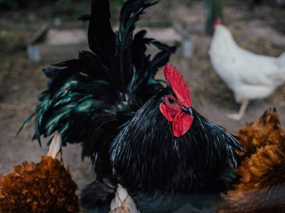 Bild 38 aus  Hof Osterholz