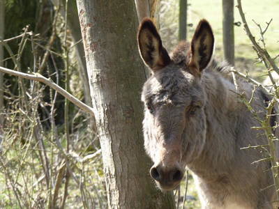 Bild 12 aus  Gretenhof