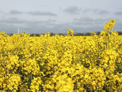 Raps, soweit das Auge reicht ...