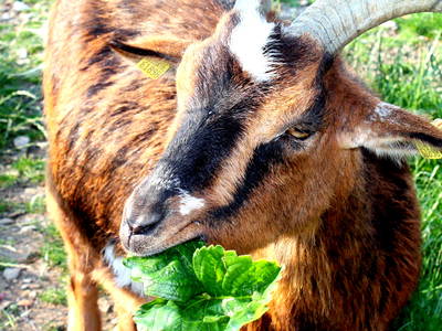Bild 3 aus  Wiesenberghof
