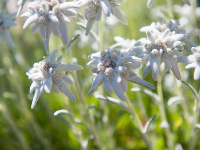 Bild 18 aus  LandSelection  *  WAIBELHOF *  AllgäuerAlpenWellness