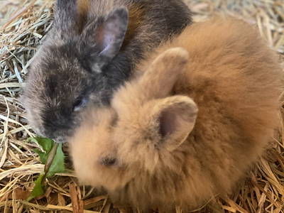 Bild 15 aus  Kirschhof am Bodensee