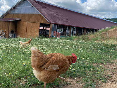 Bild 38 aus  Ferienhof Dingeldey