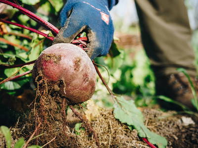 Bild 15 aus  Sigmundenhof