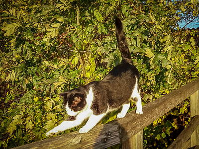 Bild 9 aus  Adrianenhof