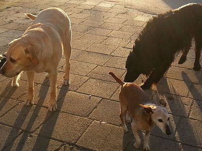 Bild 17 aus  Landhaus Ohnesorg - Ferienwohnungen mit Balkon, KönigsCard
