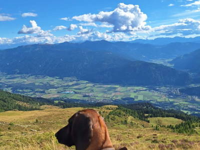 Bild 35 aus  Almhütte Pucher