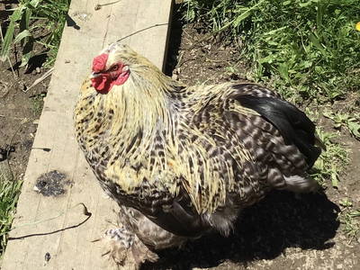 Bild 28 aus  Daarhof