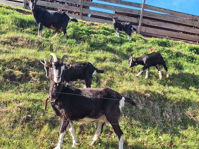 Bild 173 aus  Albachhof