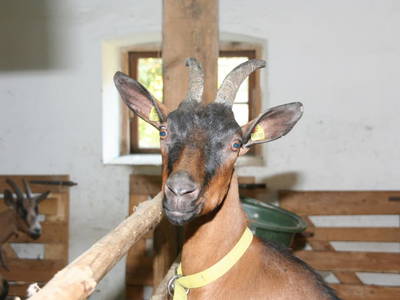 Bild 122 aus  Kaspergut