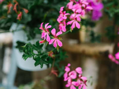 Bild 138 aus  Zechnerhof