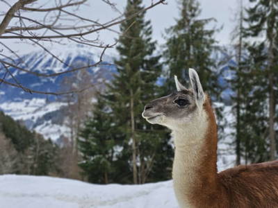 Bild 83 aus  Pfleger Ranch am Schönegg Gut