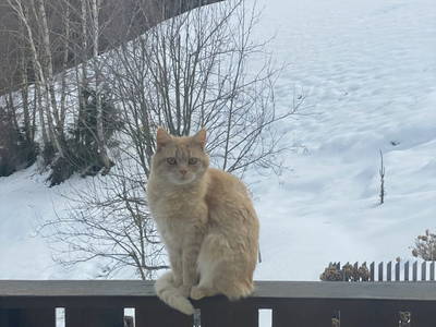 Bild 224 aus  Seewaldhof