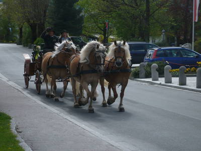 Bild 22 aus  Traglehen