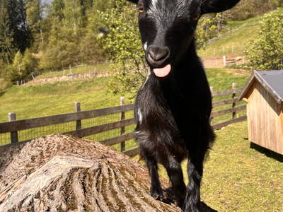 Bild 16 aus  Lahnerhof