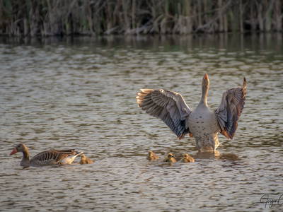 Bild 32 aus  Ferienhof Rösch
