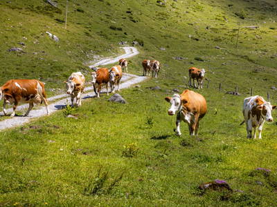 Bild 28 aus  Unterpleißlinghütte