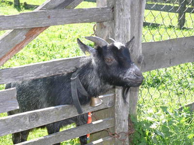 Bild 32 aus  Bio- und Kinderbauernhof Voglbach