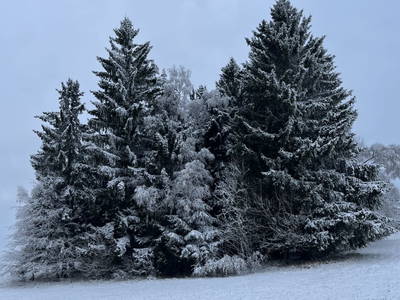 Bild 18 aus  Ferienwohnung Guttenberg