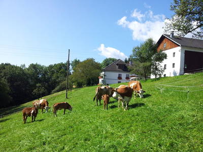 Bild 65 aus  Leithenmühle 