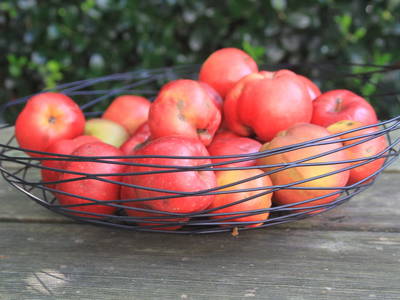 Bild 40 aus  Naturhof Innauer