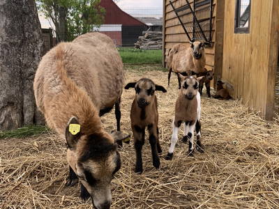 Bild 43 aus  Ferienhof Ritter im Harz
