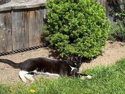 Bild 58 aus  Hacknerhof