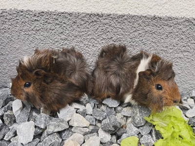 Bild 49 aus  Ferienhof Leopold in der Grub