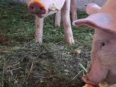 Bild 32 aus  Prechtlerhütte