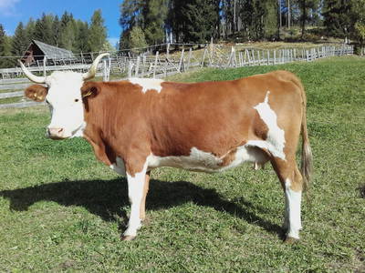 Bild 21 aus  Bio-Bergbauernhof Hasentrattner