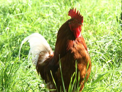 Bild 95 aus  Dichtlhof